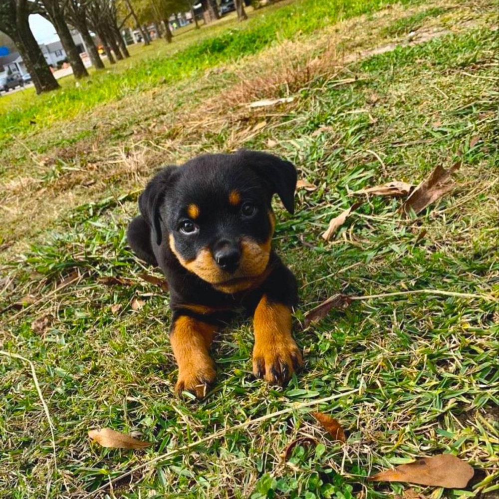 Meet your Posher, Ben